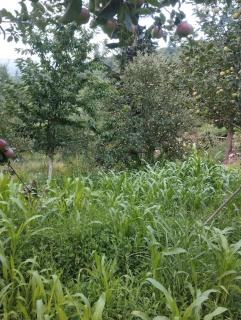 Sakuf Inn and Chalet - 1