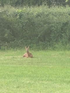 Rudley Ranch - Hambledon - 9