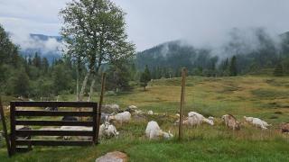 Magic View - Unspoiled nature - Summer mountain pasture with goats - 0