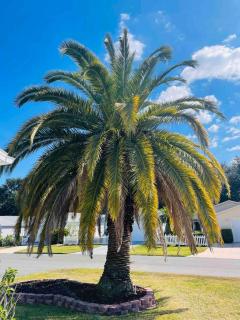 The Villages Florida! Golf Cart! Resort style amenities! - 6