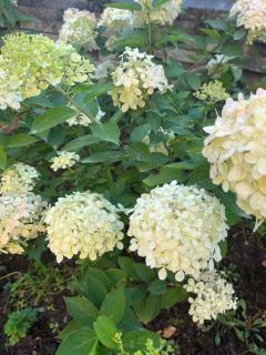 Winding B&B Silkeborg - Silkeborg - 3