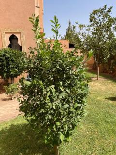 Casa Aurora - Oasis with pool & private staff - Marrakesh - 1