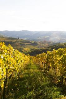 ROSSO DEL CHIANTI al CENTRO STORICO 2 - 3