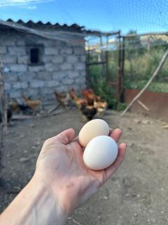 Guest House Aleksandre - 8