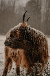 The Old Barn Farmhouse - Rustic Beauty & Serenity - 6