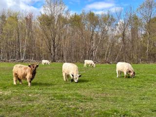 Winterberry Farmhouse - A Cozy New England Stay - 4