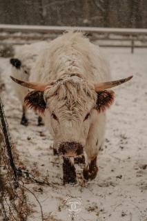 Winterberry Farmhouse - A Cozy New England Stay - 7