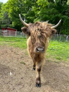 Winterberry Farmhouse - A Cozy New England Stay - 6