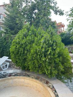 Garden Apartments Lustica - 9