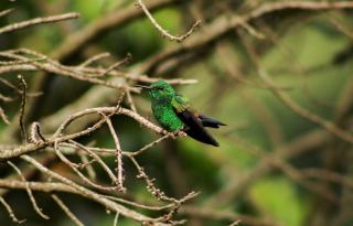 Victoria cabin, beautiful and quiet place - 1