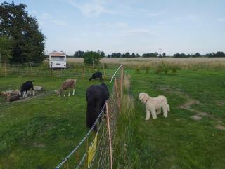 Reichsbahnwagon Sandau - Sandau - 4