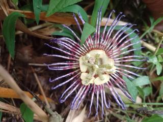 Finca Balcones de Abba - 1