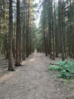 Strawberry Fields Forever - Addlestone - 7