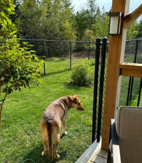 Paws-itively Purrfect Retreat - Porters Lake - 5