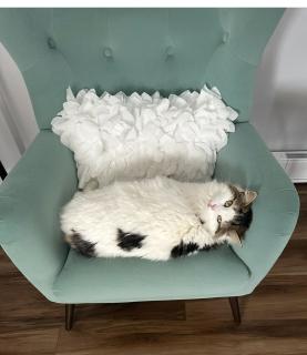 Paws-itively Purrfect Retreat - Porters Lake - 2
