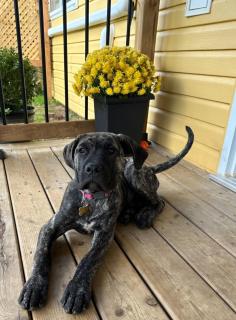 Paws-itively Purrfect Retreat - Porters Lake - 6