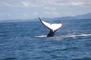 Casa Jurassic Amazing villa 10 min walk to the beach - 4