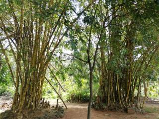 heritage Kalawewa holiday resort - 4