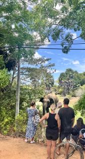 Sylvan Cabana Arugam Bay - 7