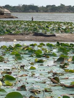 Sylvan Cabana Arugam Bay - 8
