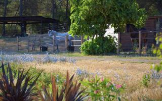Charming studio in an exceptional equestrian farm - 3