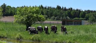 Cozy Yurt on a Heritage Farm with Trails, Pond, and Sauna - - 4
