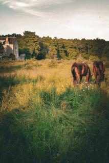 Domaine de la Chambaudière - 2