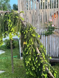 Storm Cottage in the Countryside -  - 7