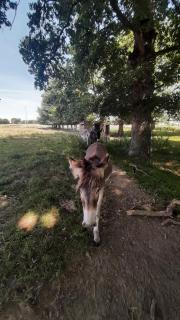 nice house on a small farm - Le Rheu - 8