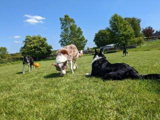 The Dairy, Yealand Redmayne in a rural setting, bring your dogs and horse - 5