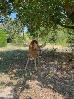 The Ozorian Retreat - Ozora - 9
