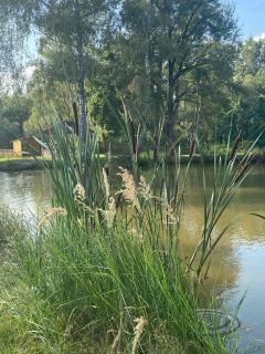 Chata u rybníka - 2