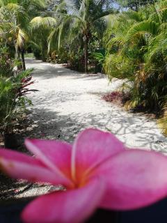 Aloha Surf Nosara - Casa 'Ohana - 6