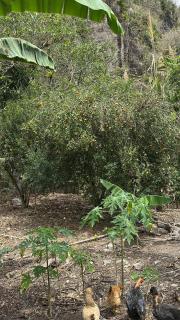 El Abuelo - - 2