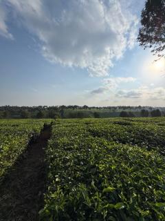 A little bit of heaven in TIGONi - 4