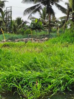 Mango Kerala Homes - 6