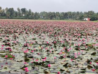 Mango Kerala Homes - 7