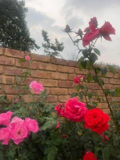 Pecan Stay Bed and Breakfast - 9