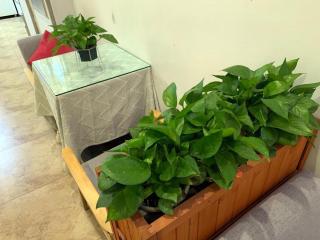 7 Days Premium Guangzhou Zengcheng Xintang Light Railway Station - 3