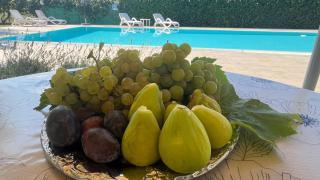 Pansion Margerita - 1