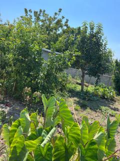 Besa House - Vlorë - 7