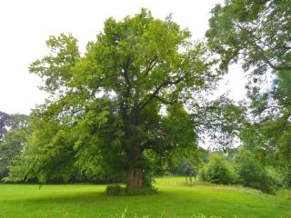 Gite with swimming pool situated in wonderful castle grounds in Gesves - Gesves - 8