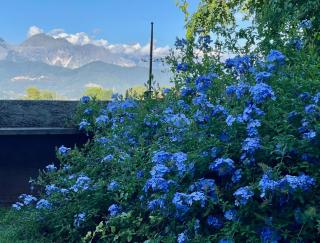 plumbago blue - 0