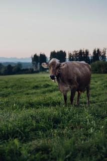 sona Suites Allgäu - Sauna, Whirlpool & Alpenblick - Wiggensbach - 7