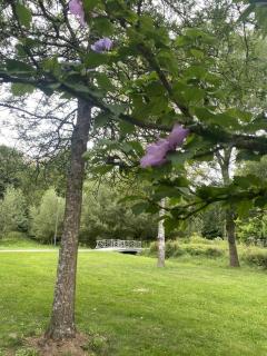 La petite bulle - Courtisols - 5