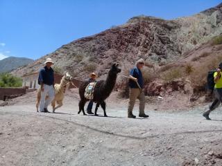 Dormir con llamas - Maimará - 9