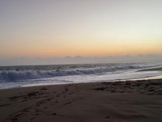 Green turtle - Tangalle - 3