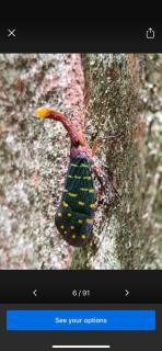 Pelemau Jrcc homestay - Gunung Mulu Nationalpark - 2