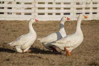 Posada de los Gansos - 3