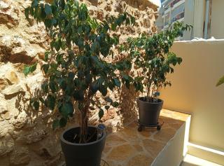 Olga's House - Preveza - 7